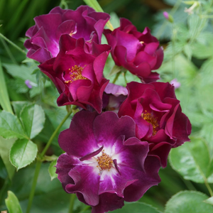 Temno vijolična z belimi pikami - Vrtnice Floribunda